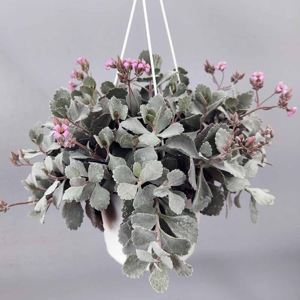 kalanchoe pumila