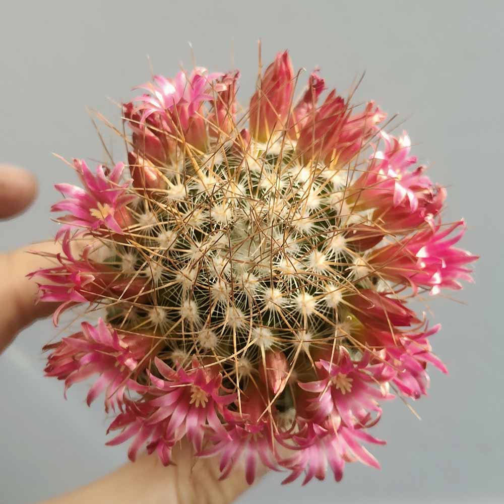 mammillaria rekoi leptacantha fiore