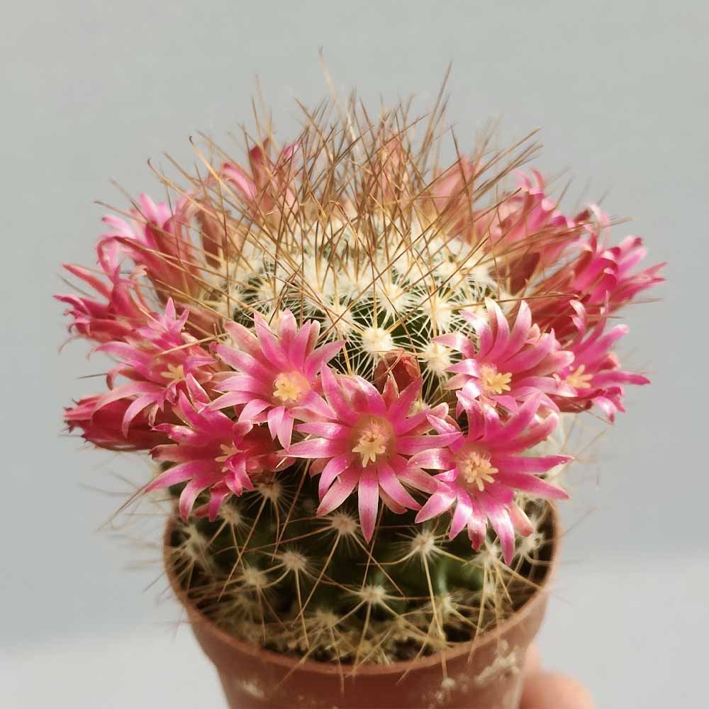 mammillaria rekoi leptacantha
