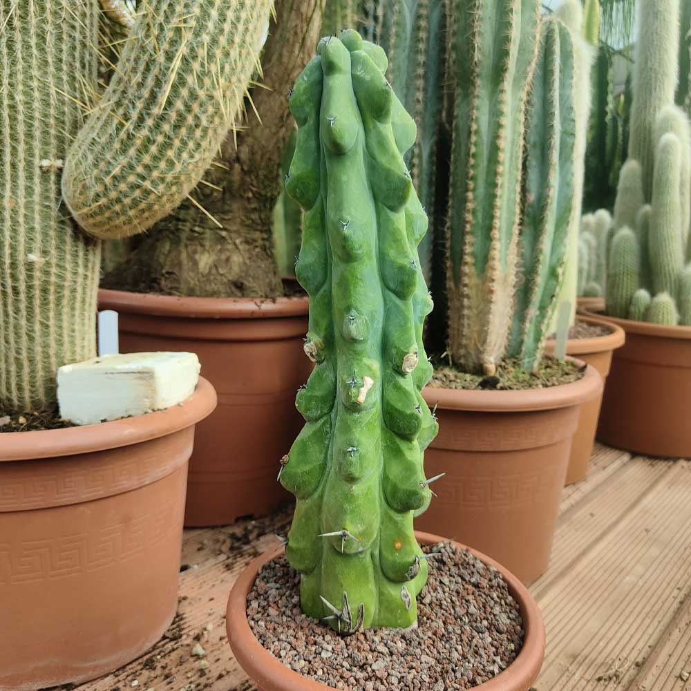 myrtillocactus fukurokyrunziboku cactus