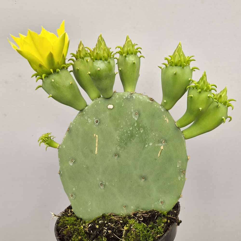 opuntia stricta cactus