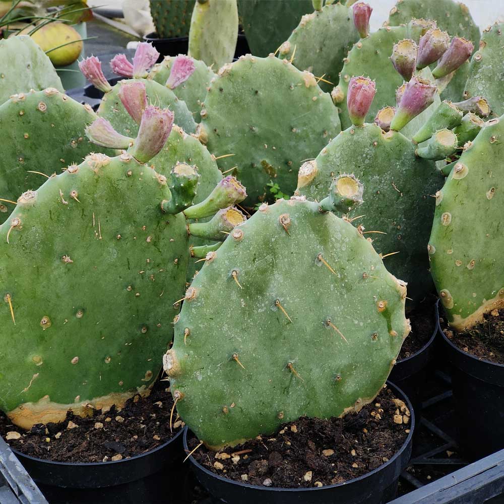 opuntia stricta pianta
