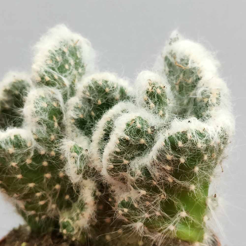 opuntia vestita crestata cactus