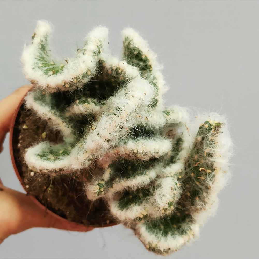 opuntia vestita crestata