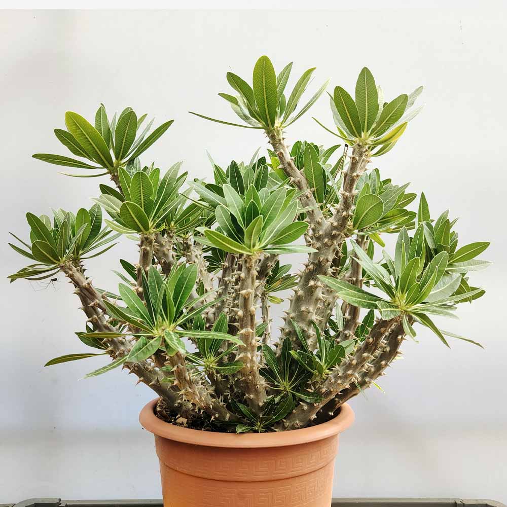 pachypodium horombense