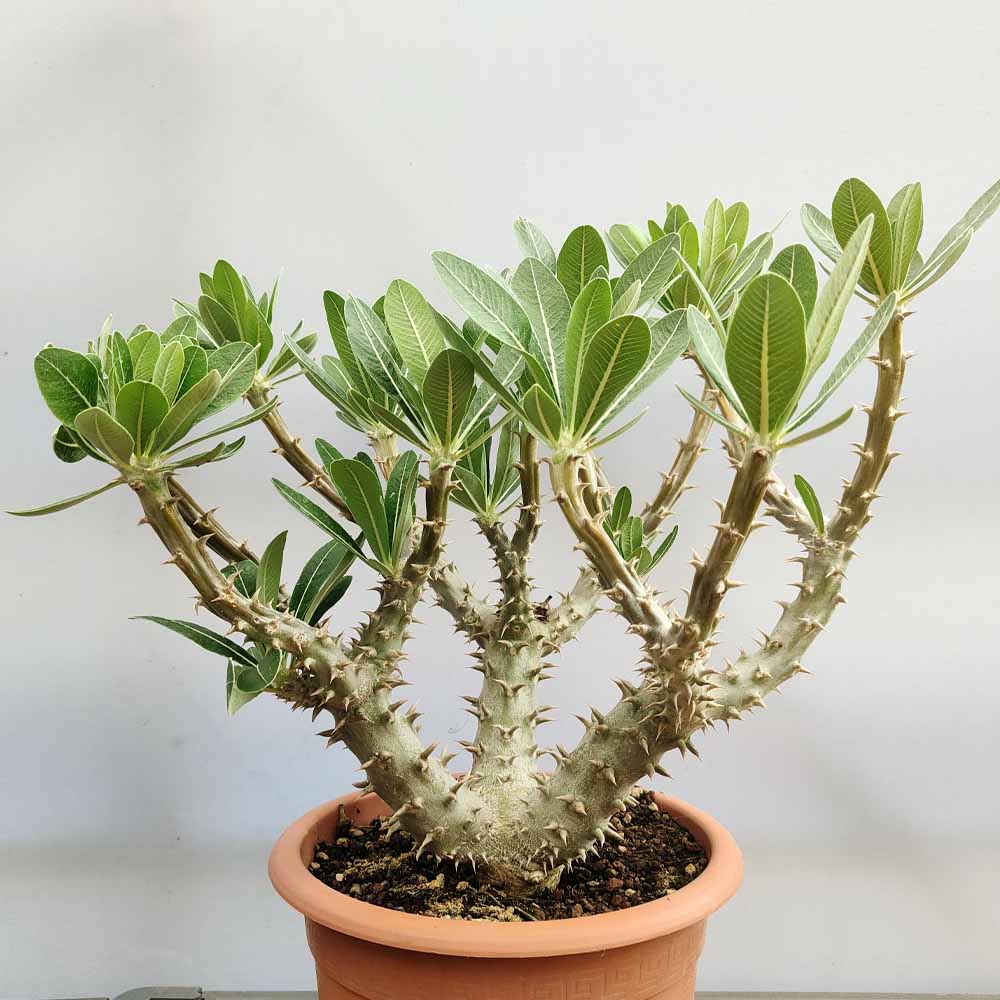 pachypodium horombense