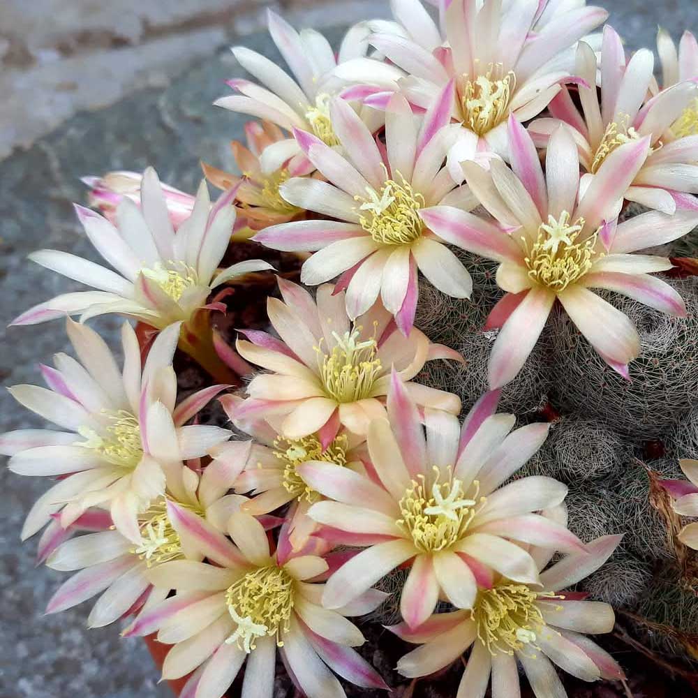 rebutia sunrise fiore