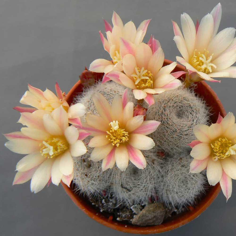 rebutia sunrise