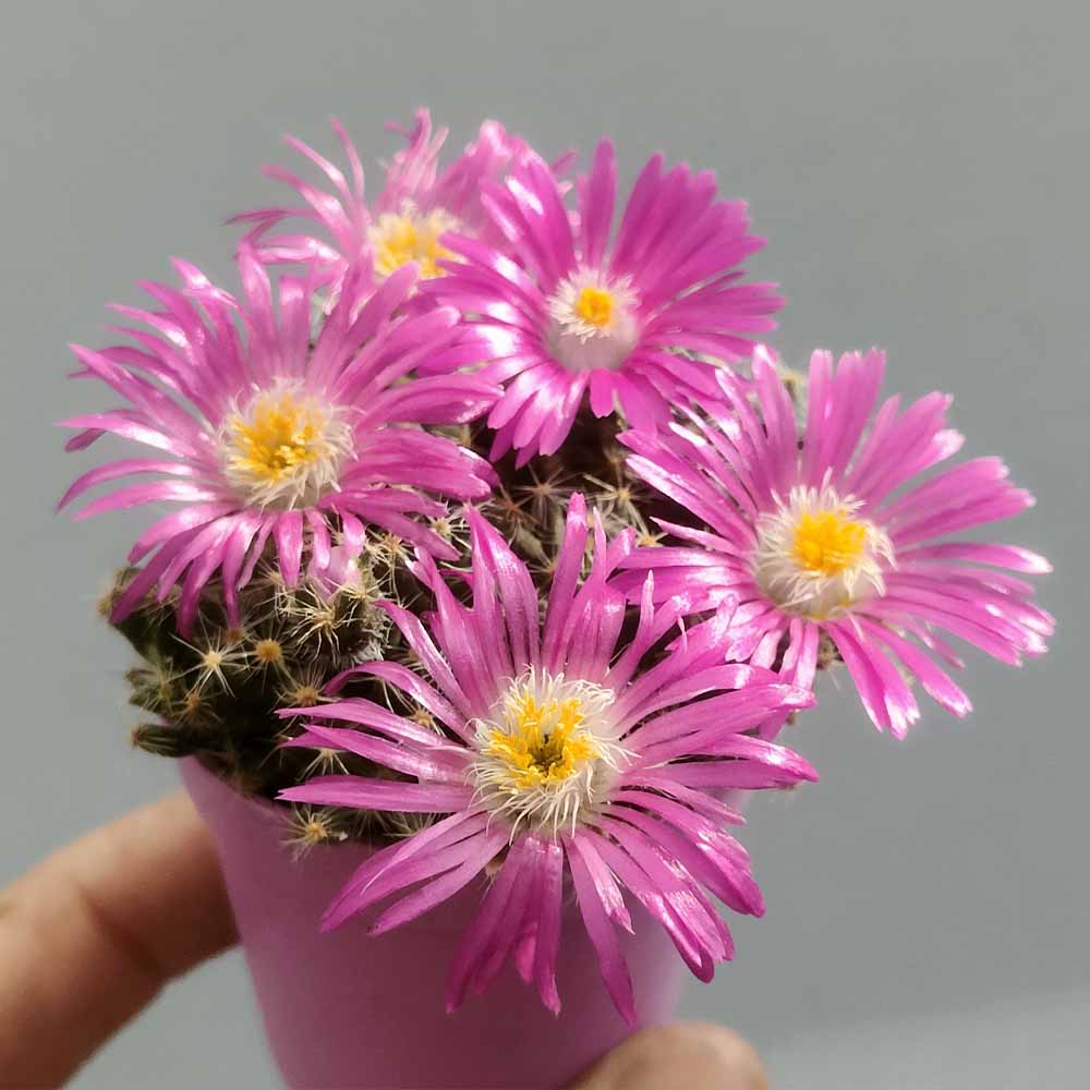 trichodiadema densum