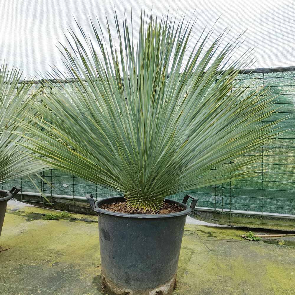 yucca rostrata pianta