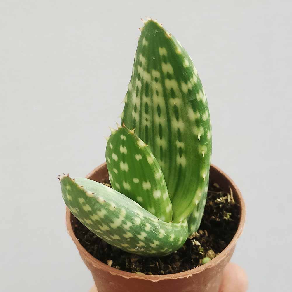 aloe jurassic dino pianta