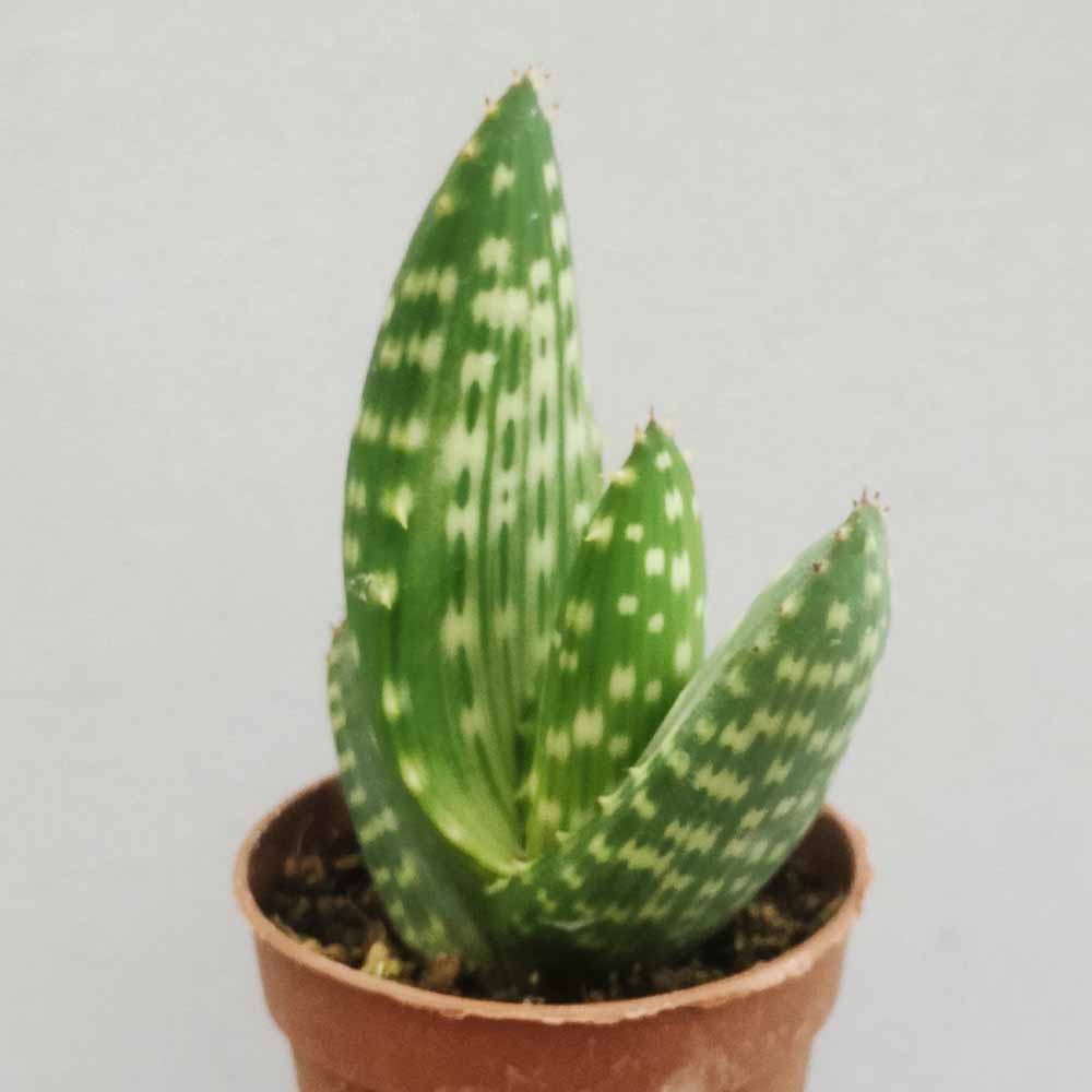 aloe jurassic dino