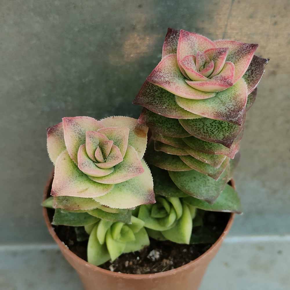 crassula perforata variegata