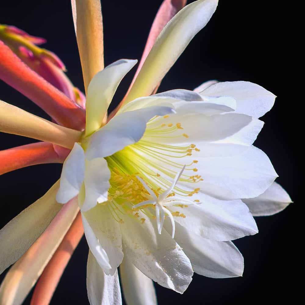 epiphyllum fiore bianco
