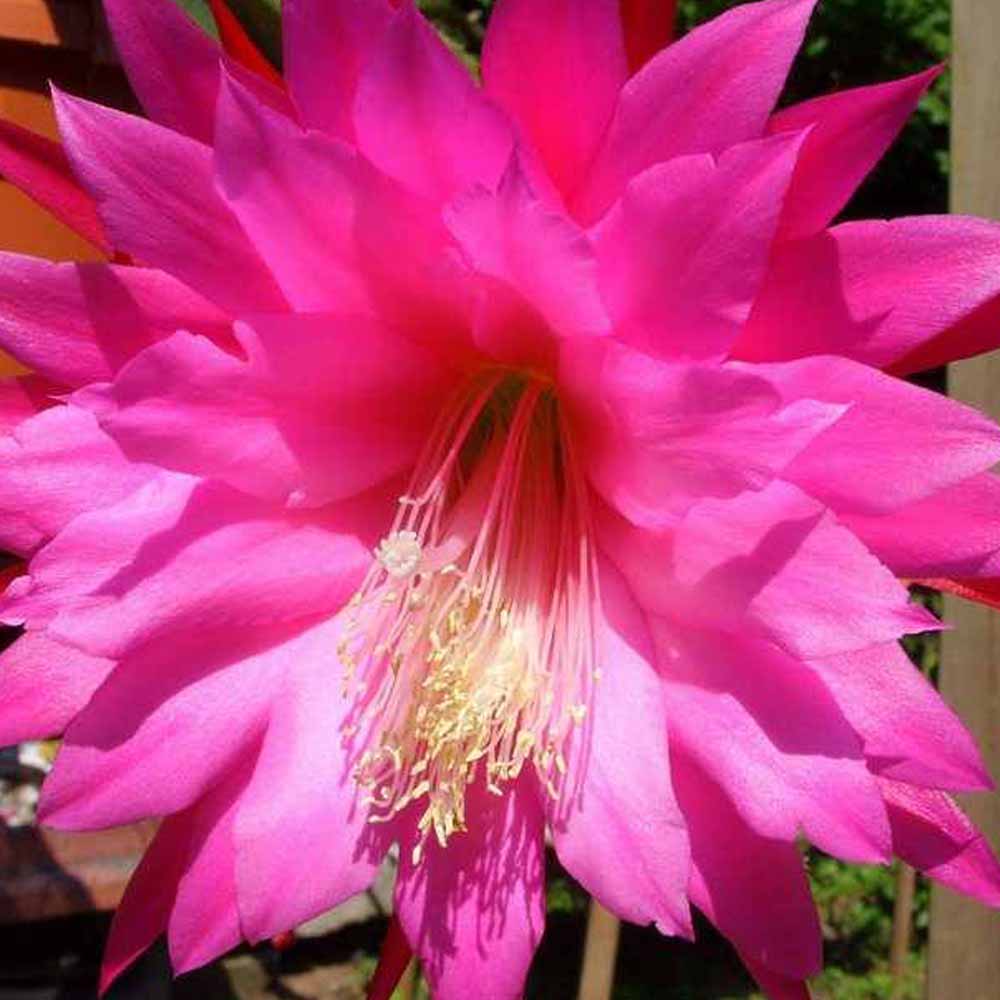epiphyllum fiore fuxia