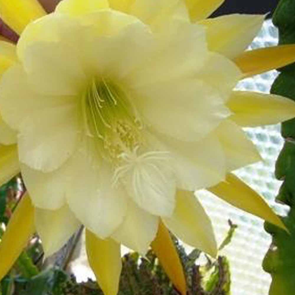 epiphyllum fiore giallo