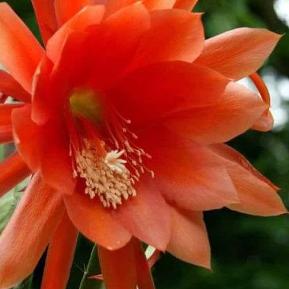 epiphyllum fiore rosso