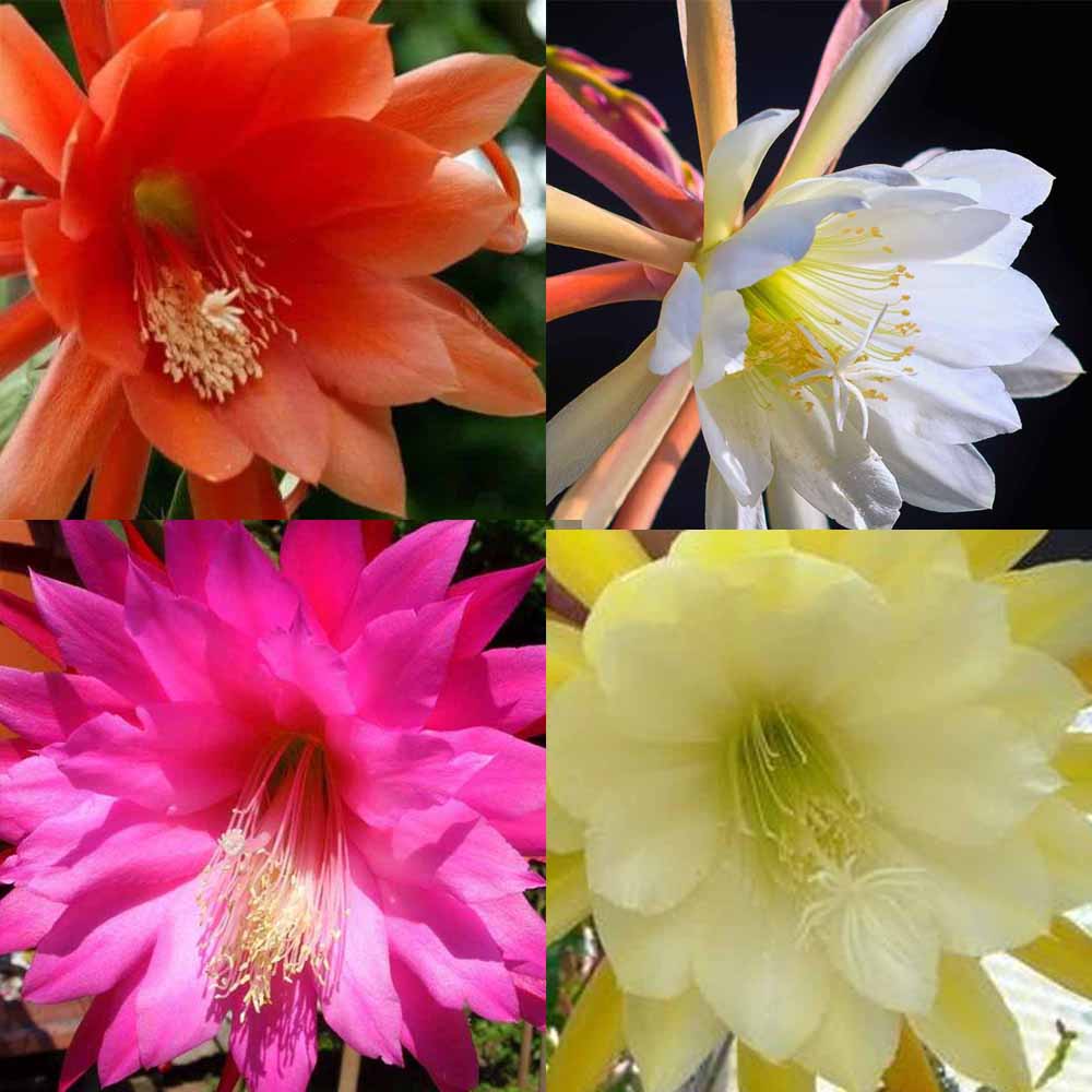 epiphyllum fiore