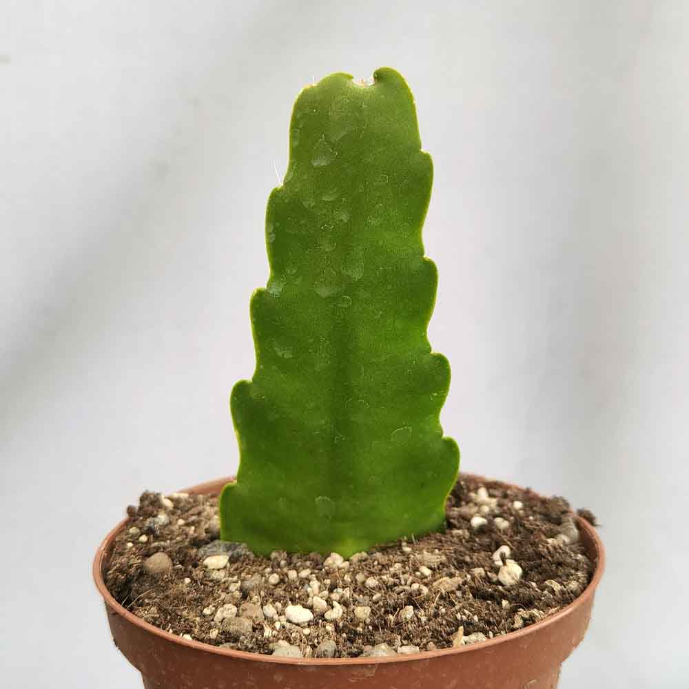 epiphyllum pianta