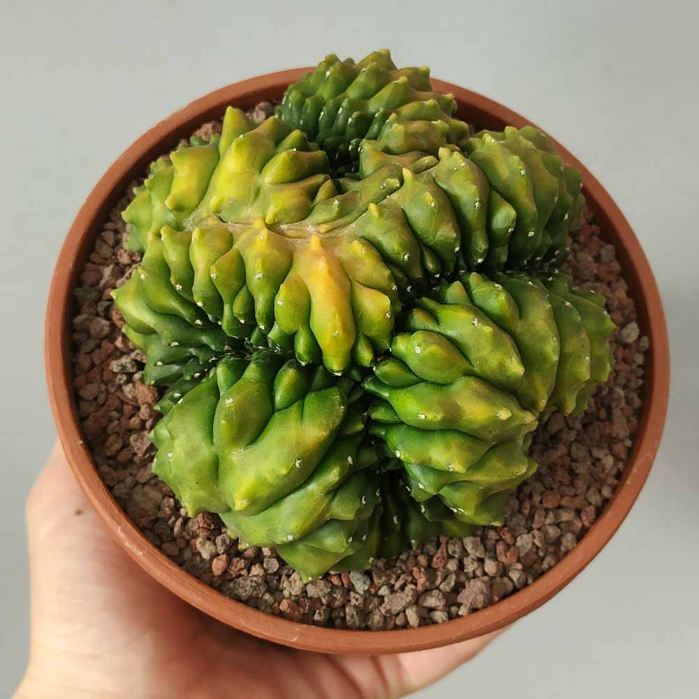 gymnocalycium crestato