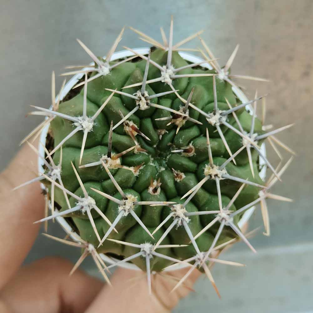 gymnocalycium gibbosum cactus