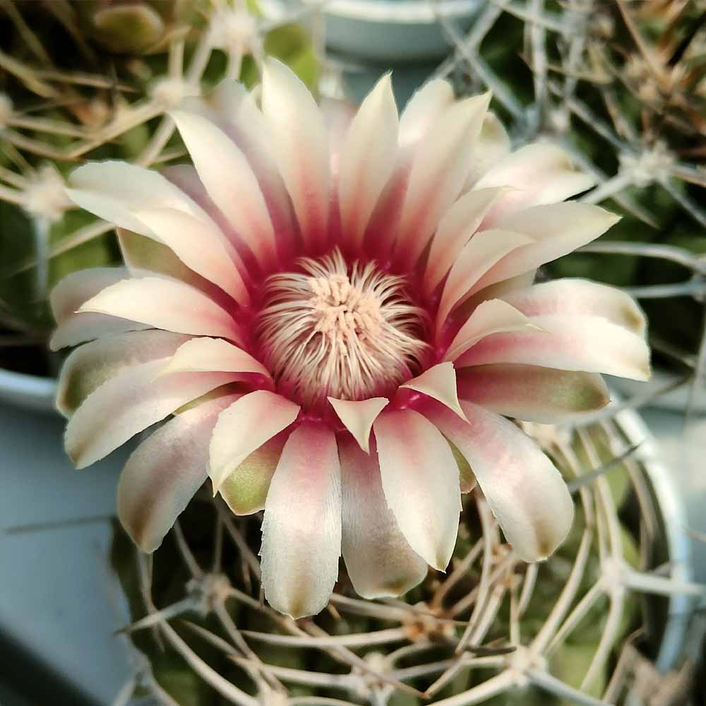 gymnocalycium gibbosum fiore
