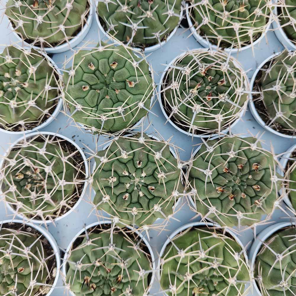 gymnocalycium gibbosum pianta grassa