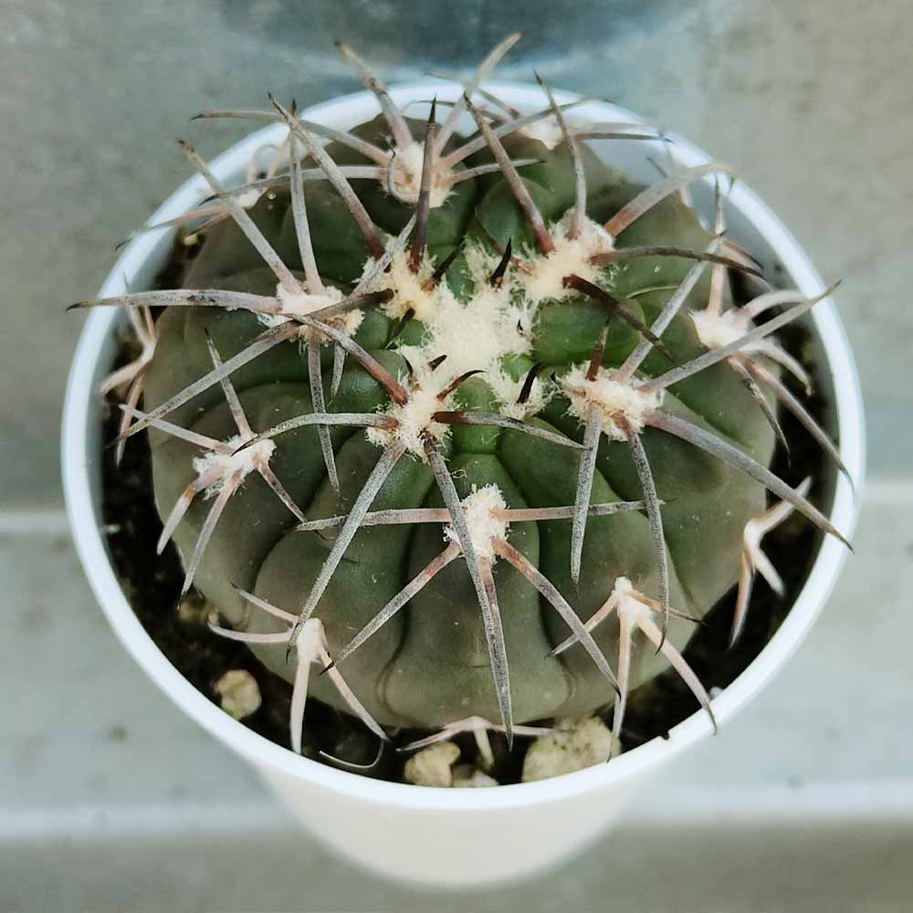 gymnocalycium spegazzini pianta grassa