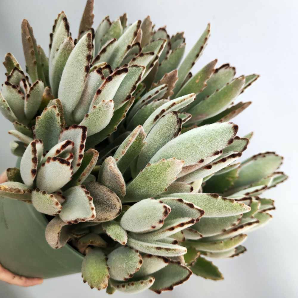 kalanchoe tomentosa pianta grassa