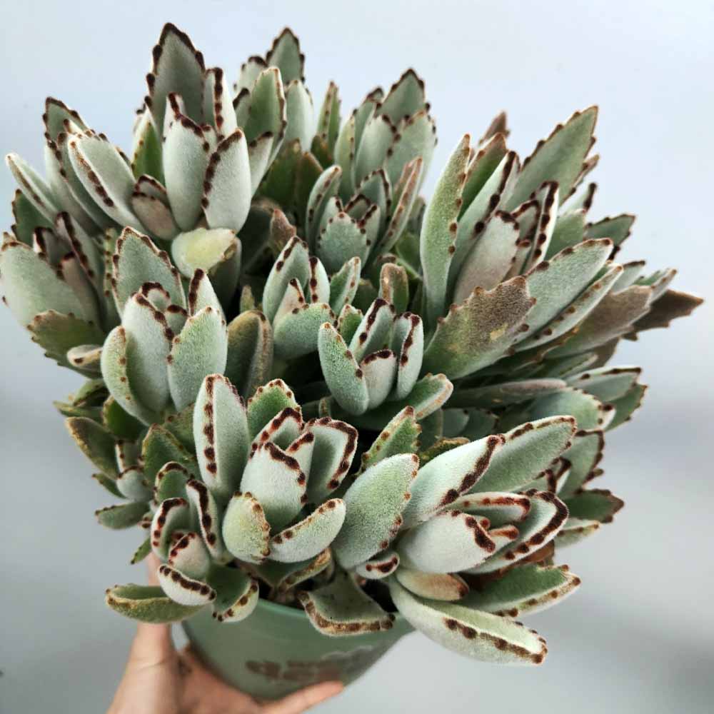 kalanchoe tomentosa pianta succulente