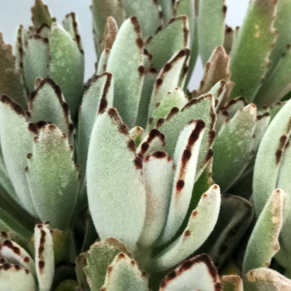 kalanchoe tomentosa succulente