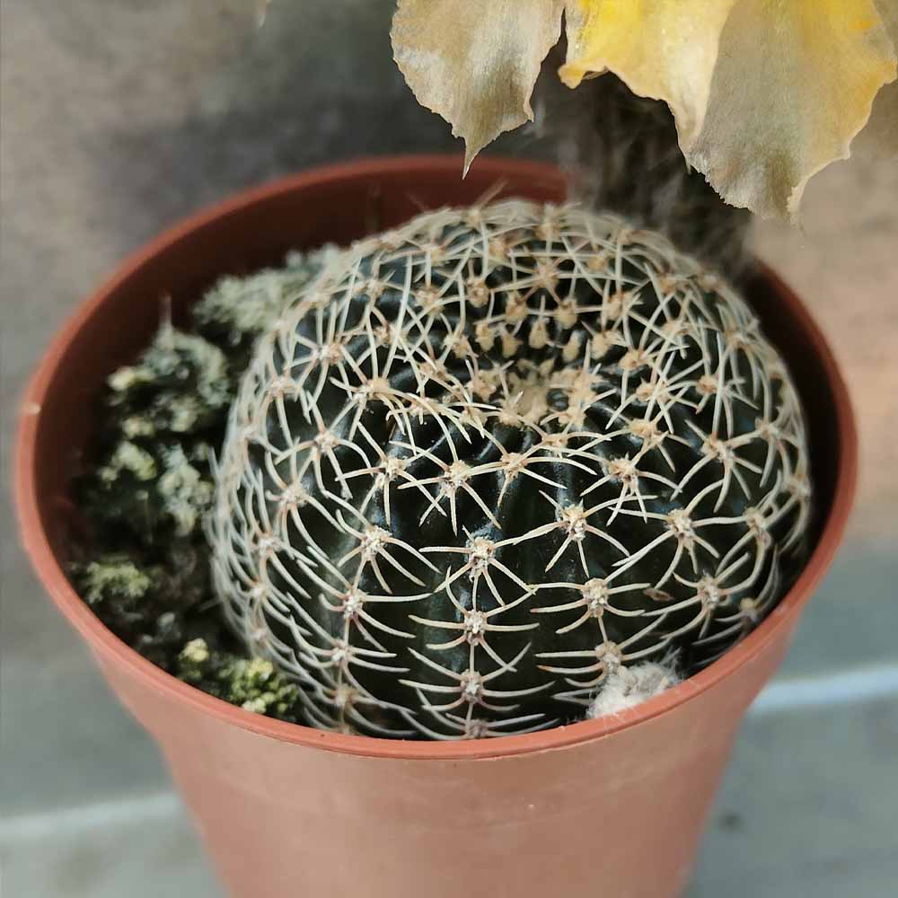lobivia densispina cactus