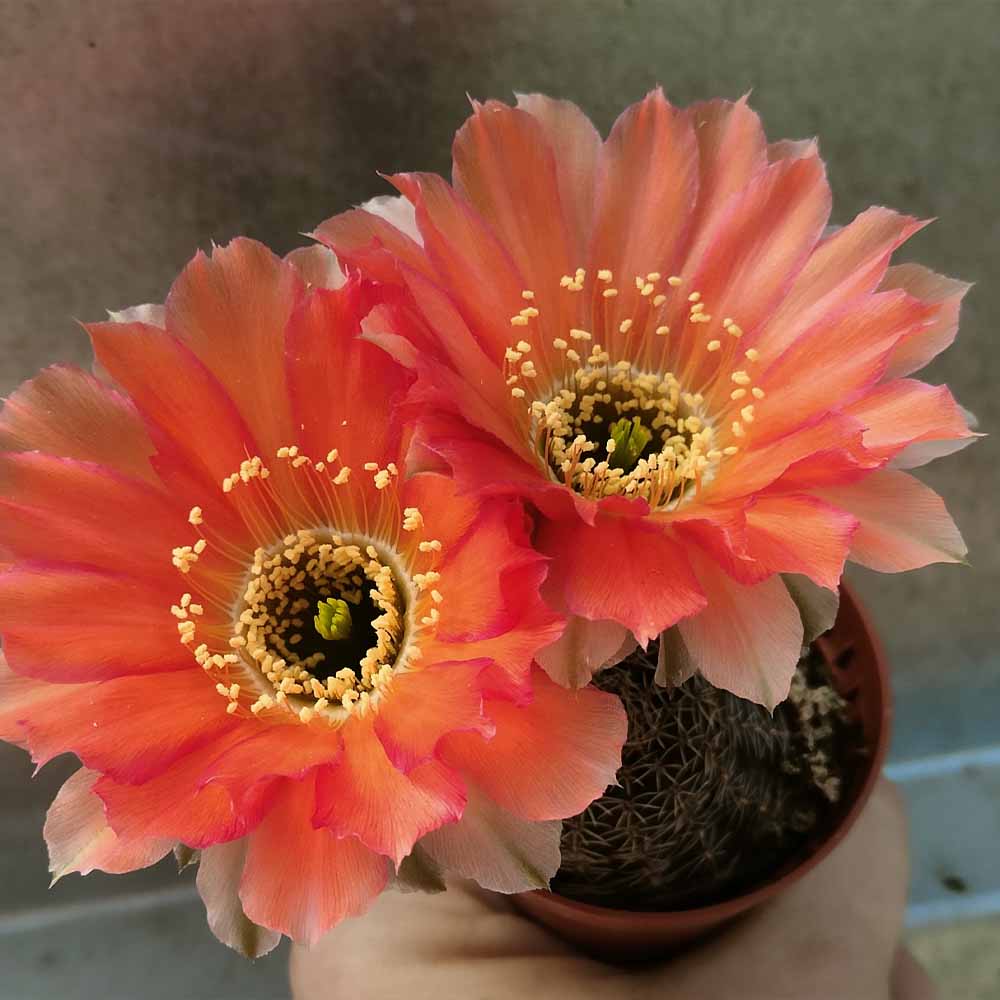lobivia densispina