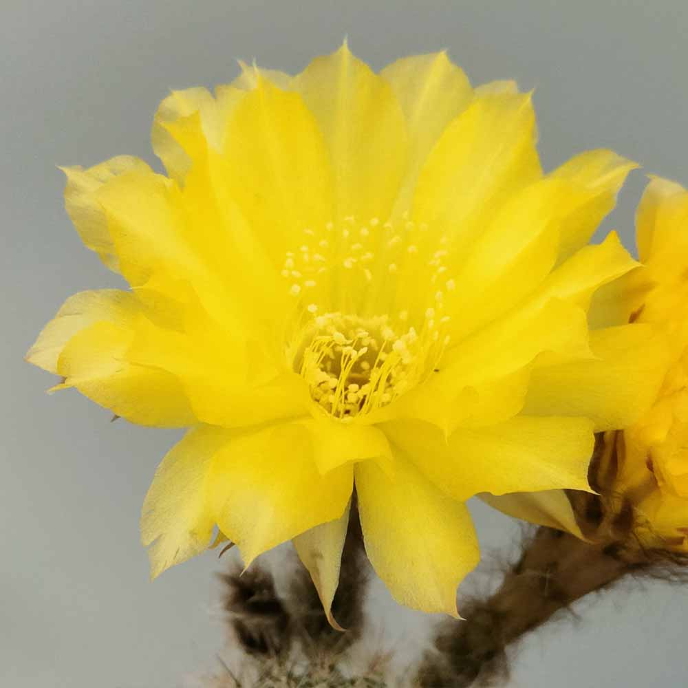 lobivia leucomalla fiore