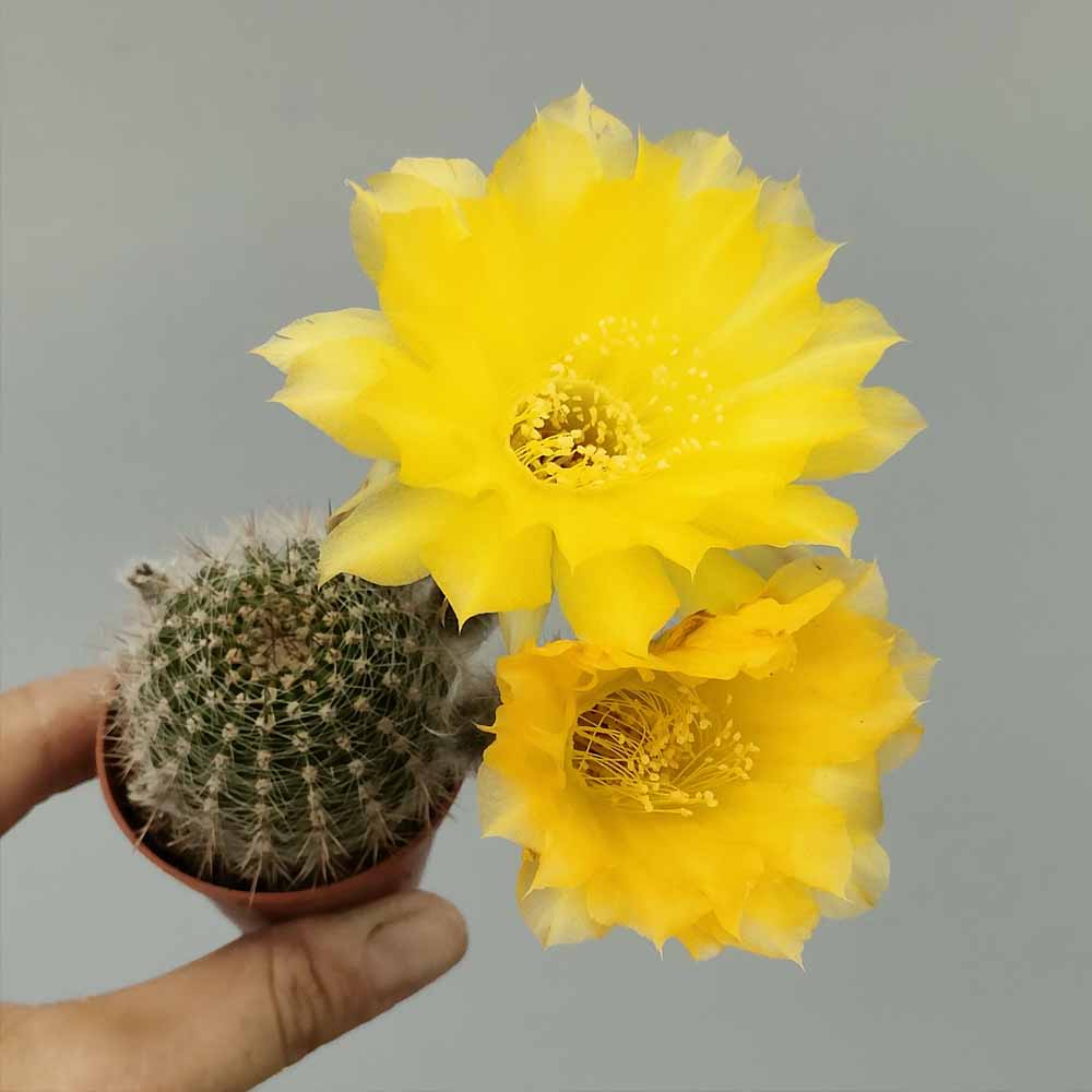 lobivia leucomalla
