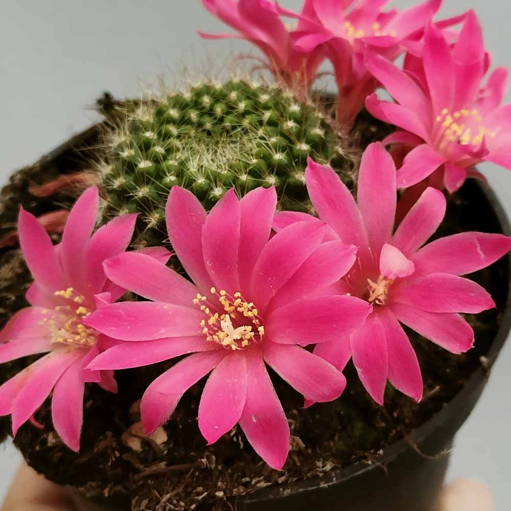 rebutia violaciflora fiori