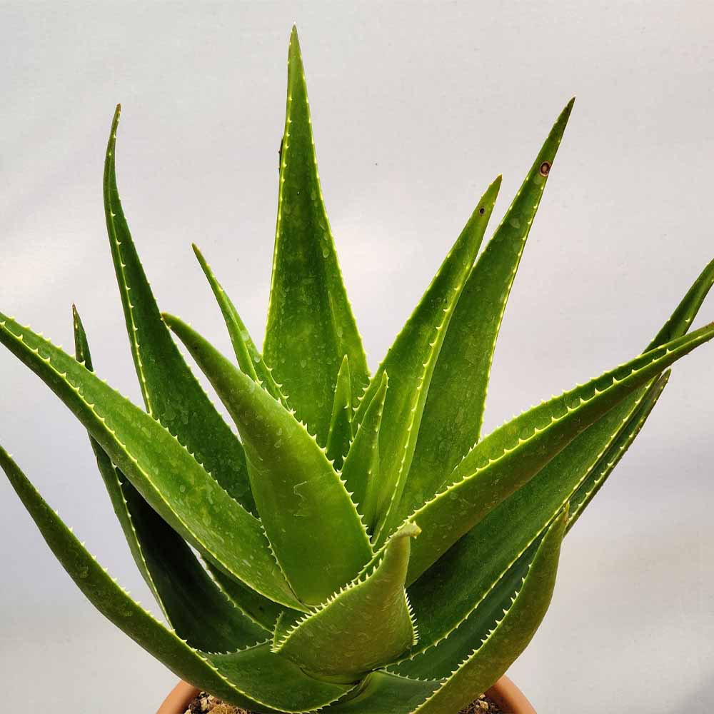Aloe Delaetii pianta grassa