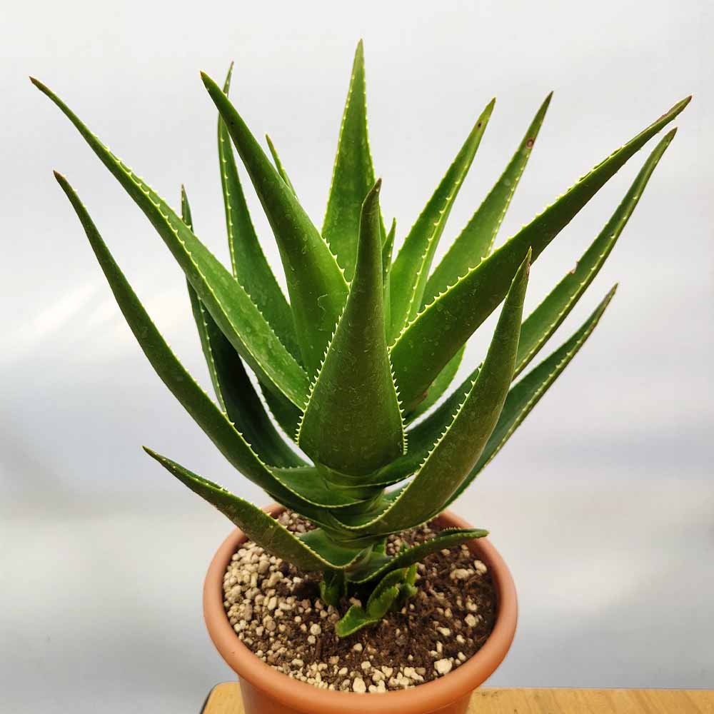 Aloe Delaetii pianta