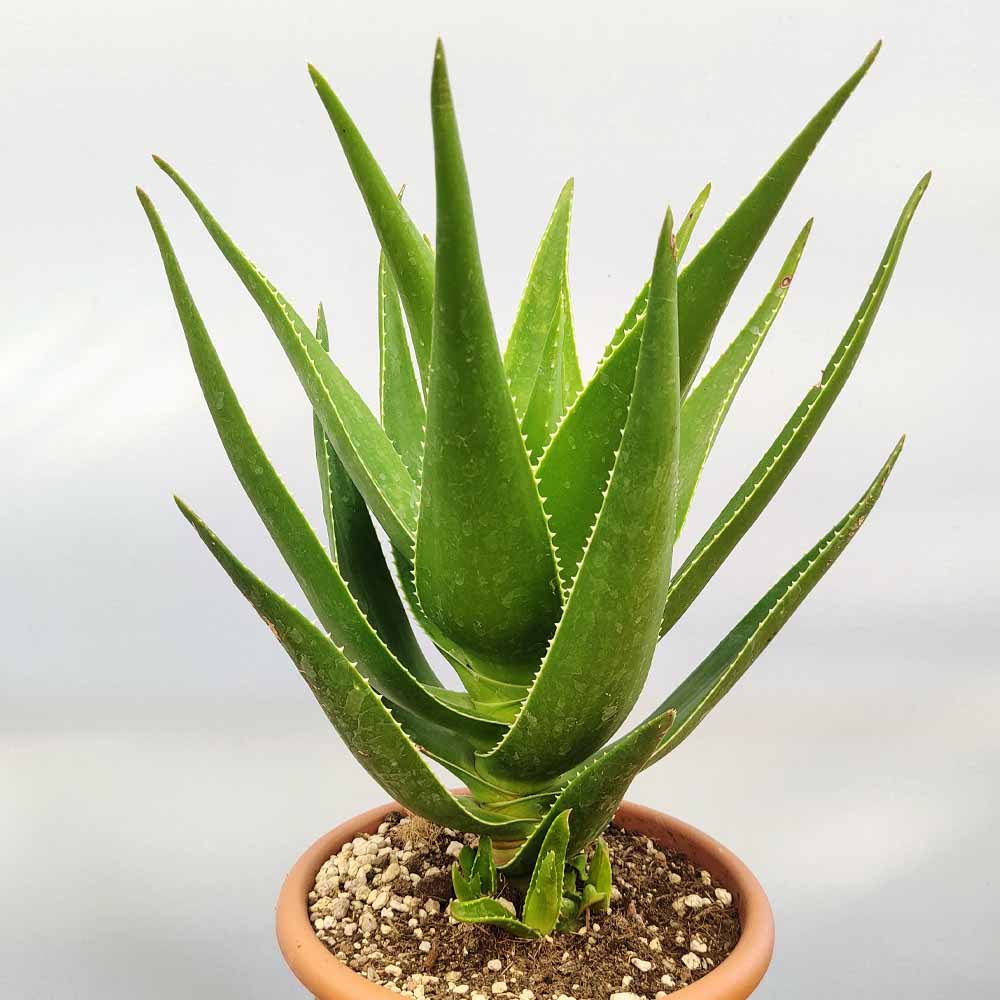 Aloe Delaetii