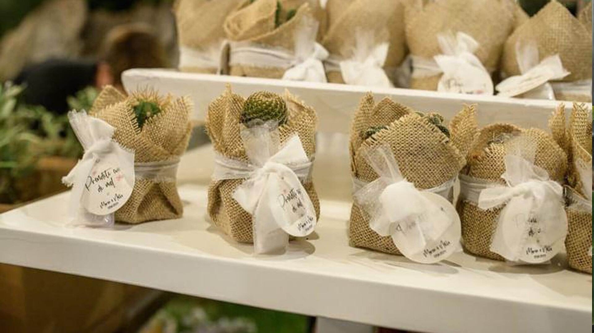 Bomboniere con piante grasse un regalo unico e green