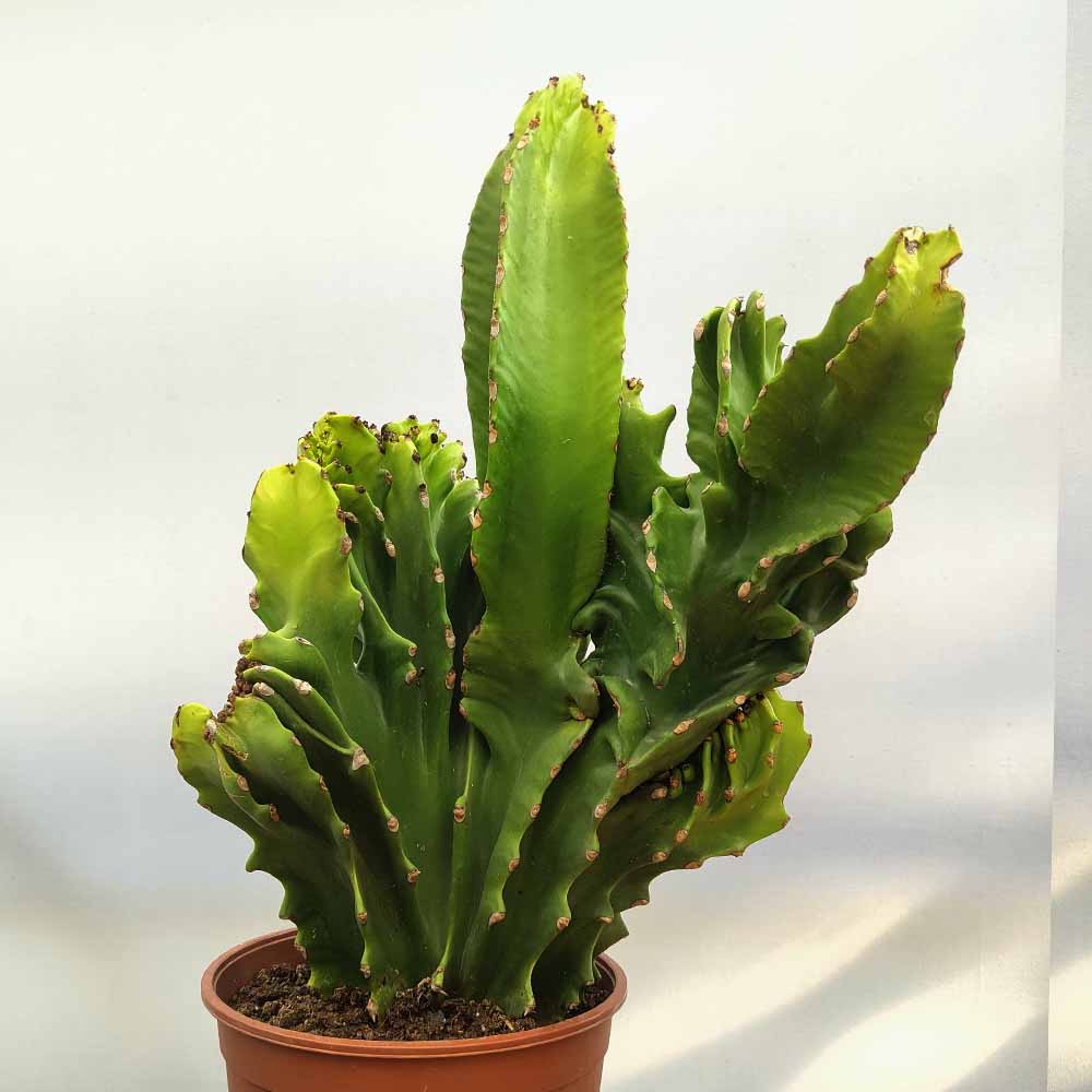 euphorbia ingens crestata