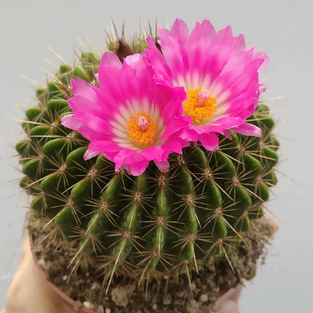 notocactus herteri fiore