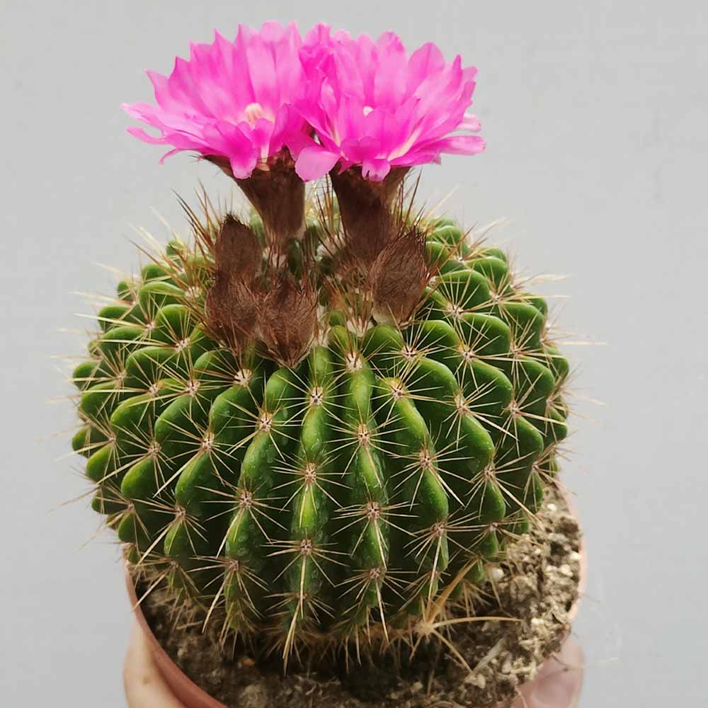 notocactus herteri