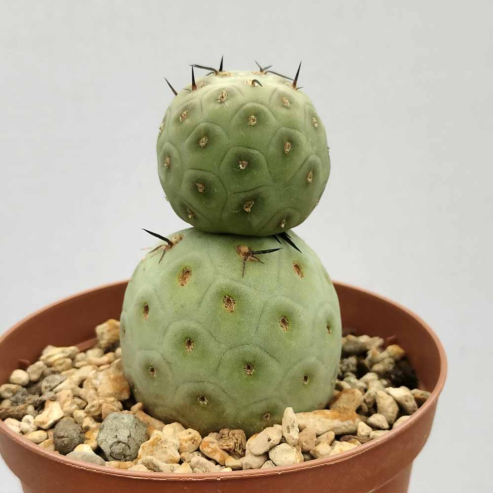 tephrocactus geometricus
