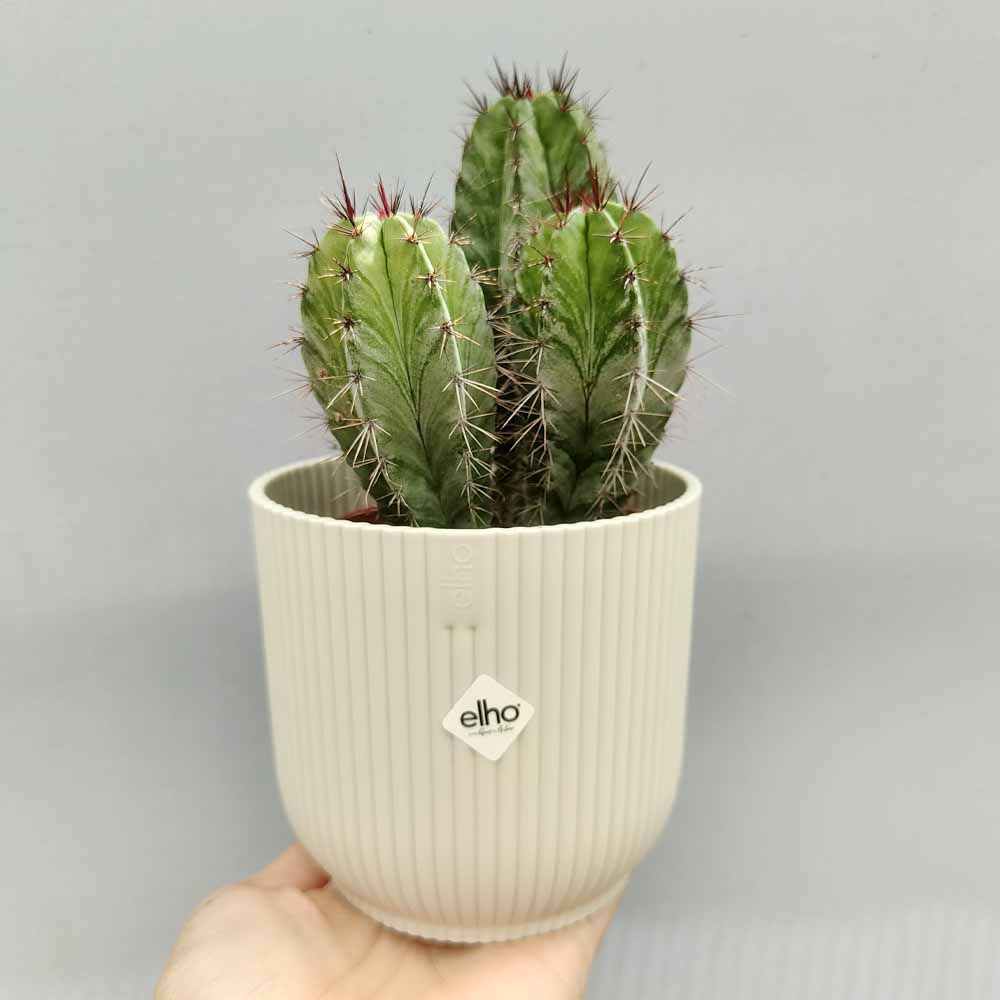 POLASKIA VIBES bianco