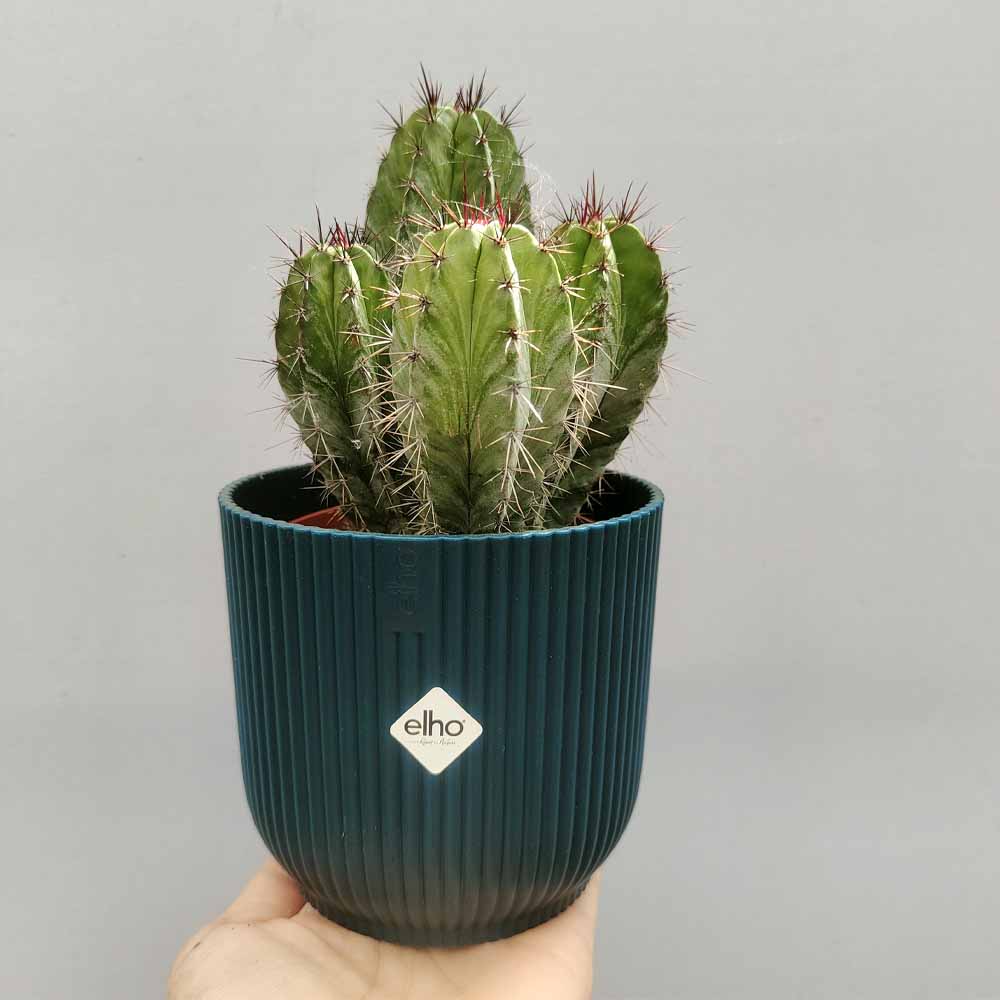 POLASKIA VIBES blu