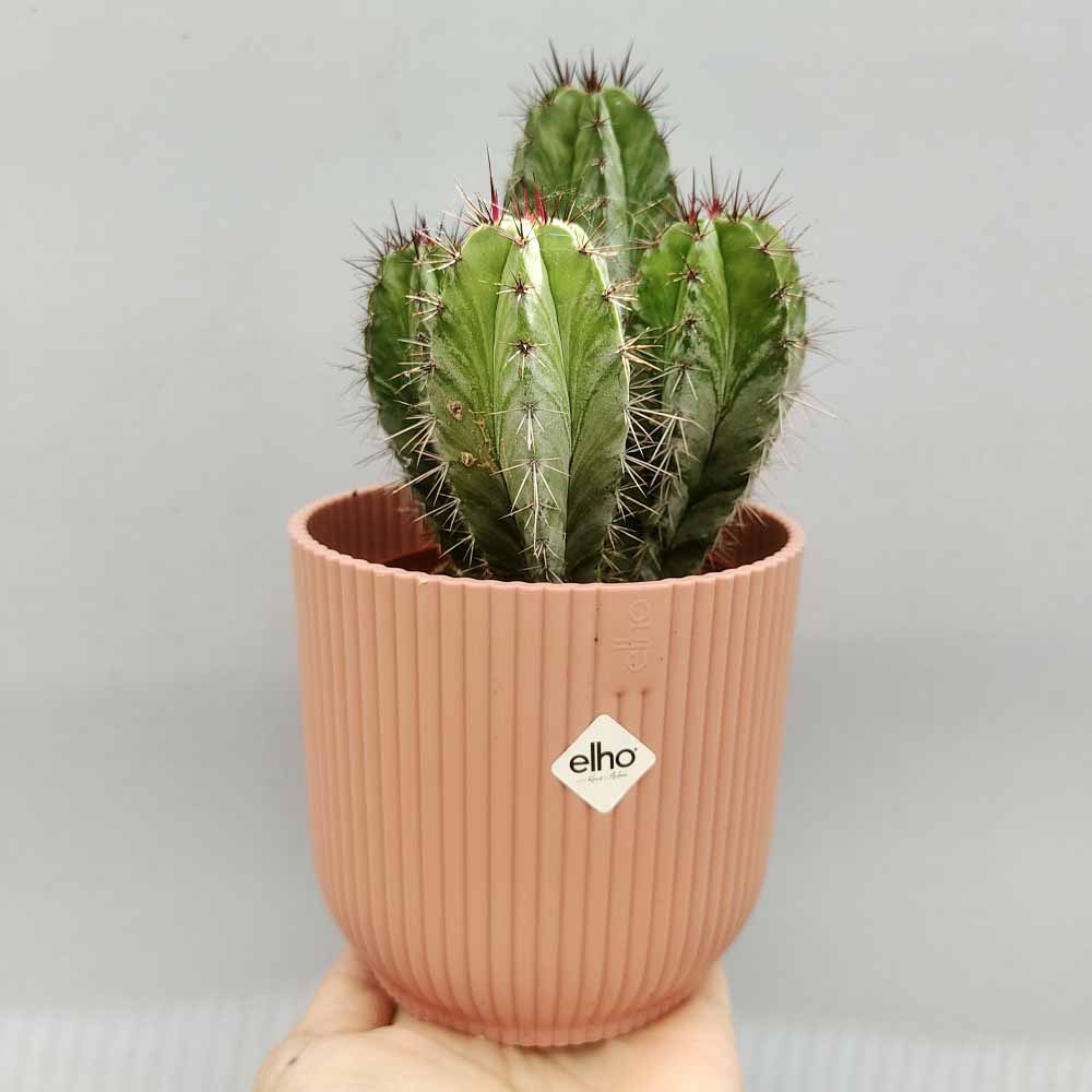 POLASKIA VIBES rosa