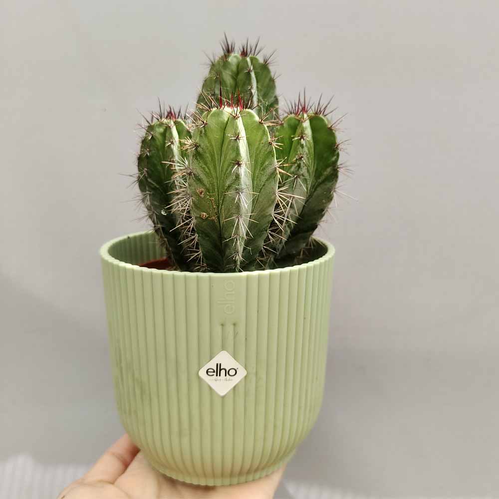 POLASKIA VIBES verde