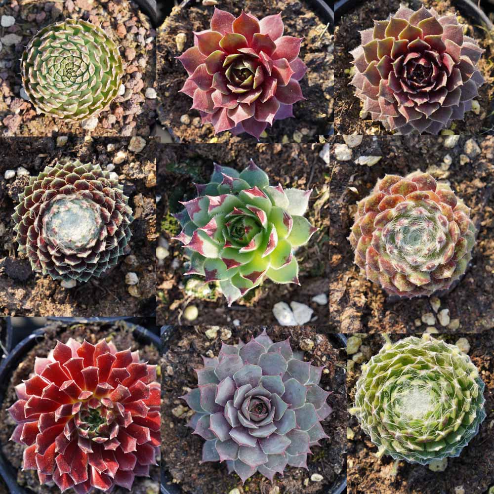 Sempervivum mix