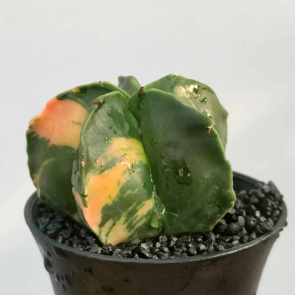 astrophytum variegato cactus